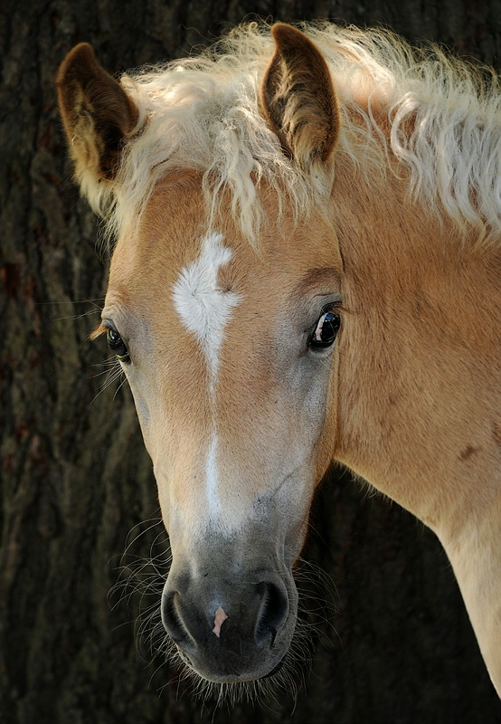 Tiere D32_8294 Kopie.jpg   26.04.jpg